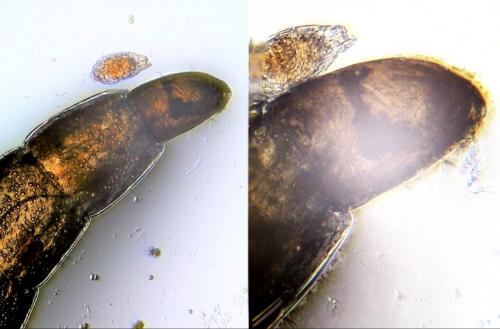 Dasyhelea sp.